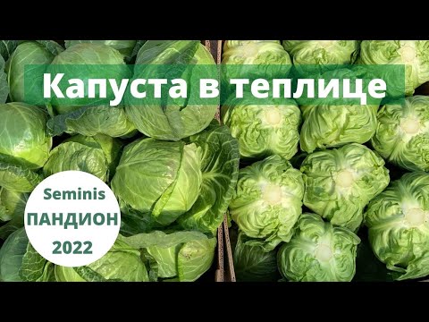 Видео: ПАНДИОН. Супер ранняя капуста в теплице. Урожай 2022