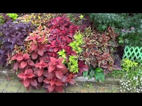 Видео: Колеусы (Coleus, Solenostemon). На даче Новомодного. 2014 год