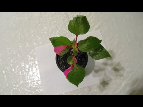 Видео: Альтернантера.  Уход и размножение.