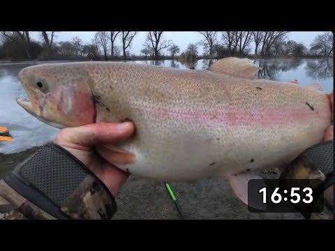 Видео: ДОНКА, СЫР И ТРОФЕЙ #донка #форель #форельнаспиннинг