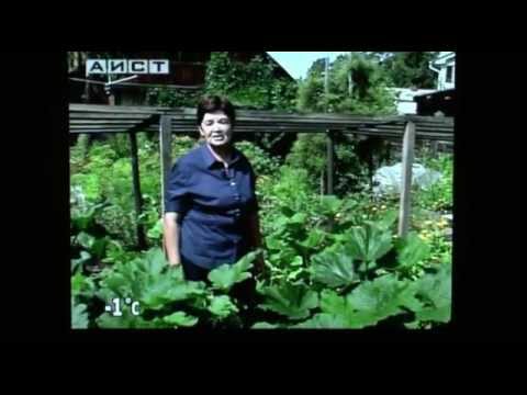 Видео: Выращивание тыквы в Сибири - Татьяна Субботина