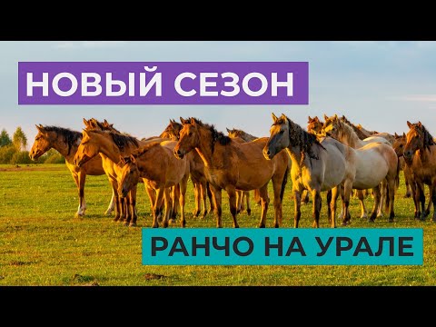 Видео: РАНЧО НА УРАЛЕ | КОНЕВОДСТВО АБОРИГЕННОЙ ЛОШАДИ | НОВЫЙ СЕЗОН 2025