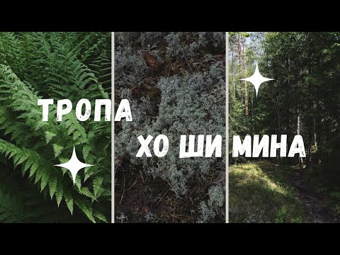 Видео: Тропа Хо Ши Мина