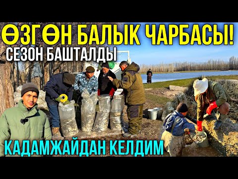 Видео: ЮТУБТАН КӨРҮП БАЛЫК ЧАРБАСЫН БАШТАДЫМ ❤️‍🔥 #байтв