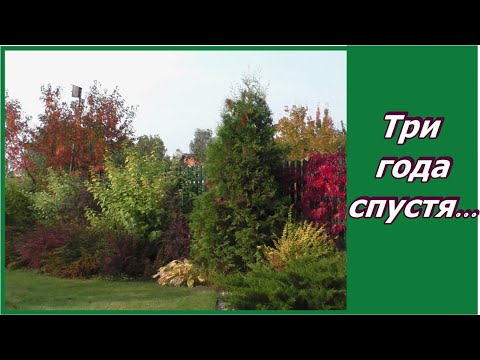 Видео: Почему я люблю декоративные кустарники -2 ?  Спустя три года - сожаления, но и приоритеты!