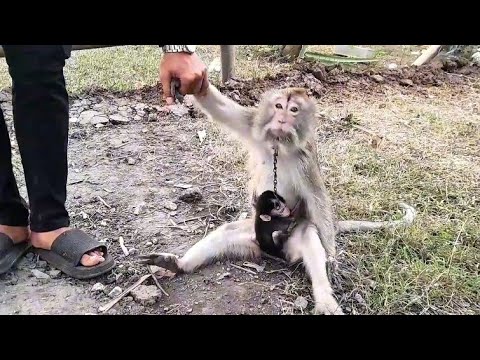 Видео: Эту больную обезьянку усыновила обезьяна Мона.