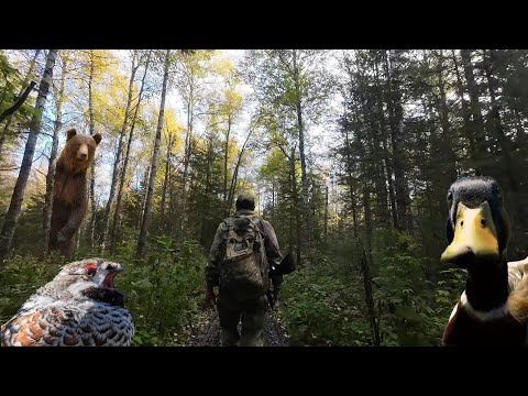 Видео: ШЁЛ ЗА РЯБЧИКОМ, А ДОБЫЛ… СЛЕДЫ МЕДВЕДЯ. ХОДОВАЯ ОХОТА В ТАЙГЕ с ТОЗ-34Р штучное.