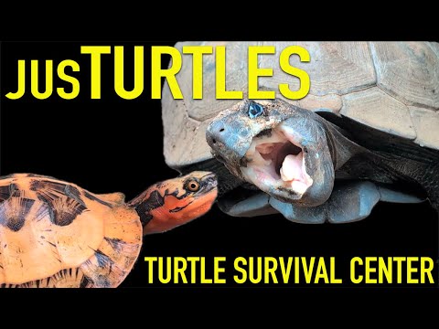 Видео: НЕВЕРОЯТНЫЙ центр по содержанию черепах, который я пытаюсь посетить уже 12 лет!
