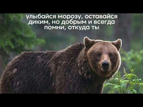 Видео: Куры,утки,хренодер