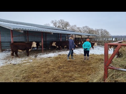 Видео: ОТБОР ПЛЕМЕННЫХ ГЕРЕФОРДСКИХ БЫЧКОВ от кфх Дик в Смоленскую область. Осмотр Хозяйства.13 марта 21 г.