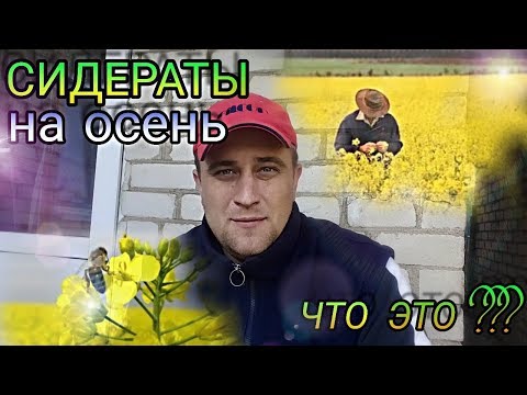 Видео: Сидераты сеять или нет и ЧТО это вообще такое.