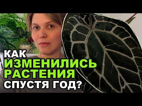 Видео: Мои АЛОКАЗИИ и АНТУРИМЫ СПУСТЯ ГОД