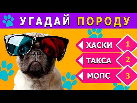 Видео: Угадай ПОРОДУ собаки 🐶🐾🐕 / Как хорошо ты знаешь собак / Викторина🤔