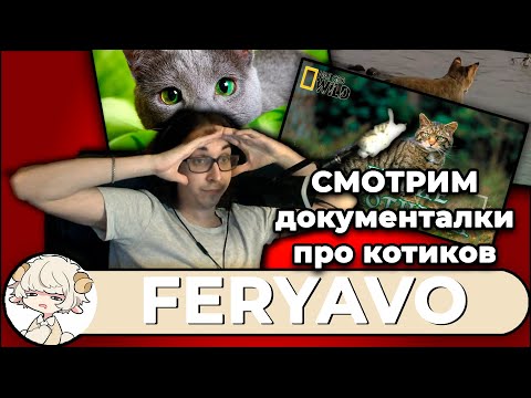 Видео: СМОТРИМ ДОКУМЕНТАЛКИ ПРО КОТИКОВ