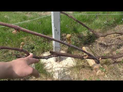 Видео: Проломка и нормировка винограда зелеными побегами