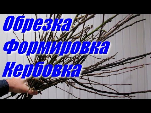 Видео: Обрезка и формировка плодовых деревьев для новичков. 2 Урок