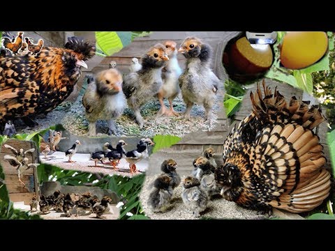 Видео: ПАВЛОВСКАЯ курочка-наседка с цыплятами PAVLOVSKaya hen with chicks