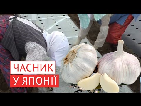 Видео: Вирощування часнику в Японії (відеоогляд)