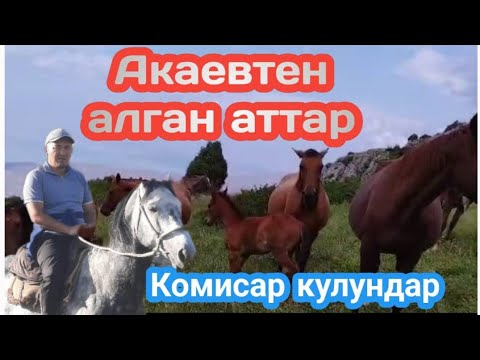 Видео: Кылданган бээлер,Комиссар тайлар.