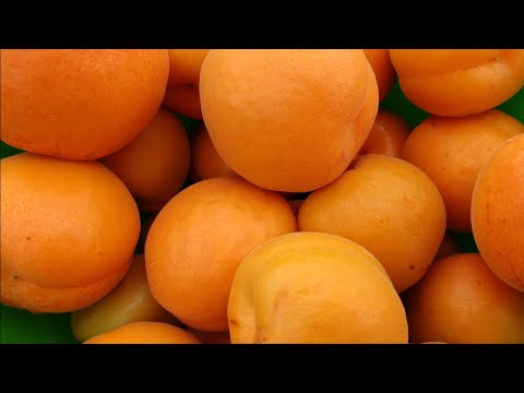 Видео: Абрикос Кіото. Apricot Kioto. Гарний і смачний сорт з великим потенціалом