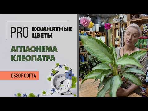 Видео: Аглаонема Клеопатра. Прекрасная царица среди аглаонем. Обзор сорта комнатного растения.