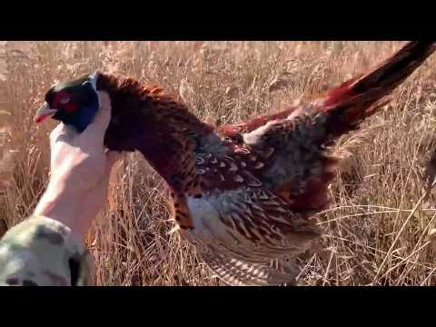 Видео: СУПЕР ОХОТА НА ФАЗАНА  2022 с легендарным ружьём ТОЗ-54 .ЛУЧШИЕ МОМЕНТЫ СЕЗОНА и ПРОМАХИ