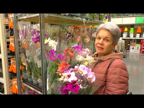 Видео: САМЫЕ КРАСИВЫЕ ОРХИДЕИ для вашего дома с названиями, в видео обзоре из Леруа Мерлен Ростов-на-Дону