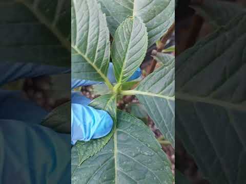 Видео: Подготовка крупнолистной гортензии к хранению.Простите за вертикальное видео🫣 05.11.25