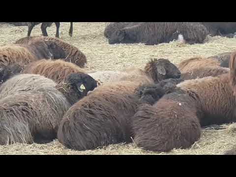 Видео: Ягнята | Обработка нового загона | Новый корм для овец