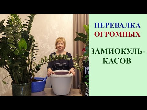 Видео: ПЕРЕВАЛКА ОГРОМНЫХ ЗАМИОКУЛЬКАСОВ. ГРУНТ, ГОРШКИ, ПОЛЕЗНЫЕ СОВЕТЫ.