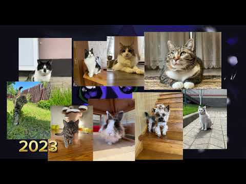 Видео: Эволюция питомца а ну ка давай ка #анукадавайка