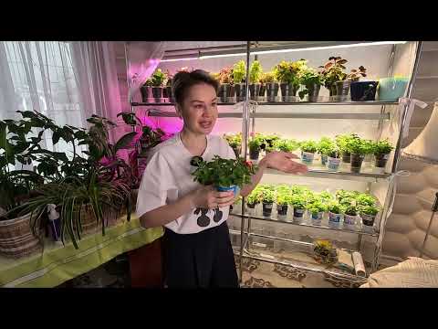 Видео: КОГДА СЕЯТЬ ПЕТУНИЮ НА РАССАДУ