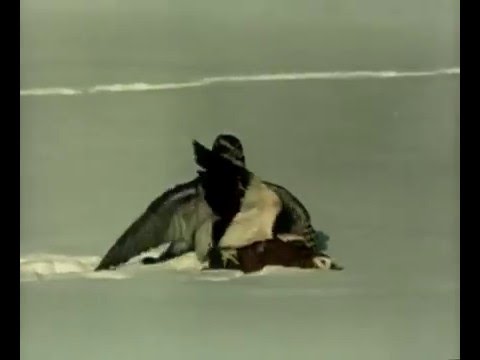 Видео: Соколиная охота (1988, СССР)