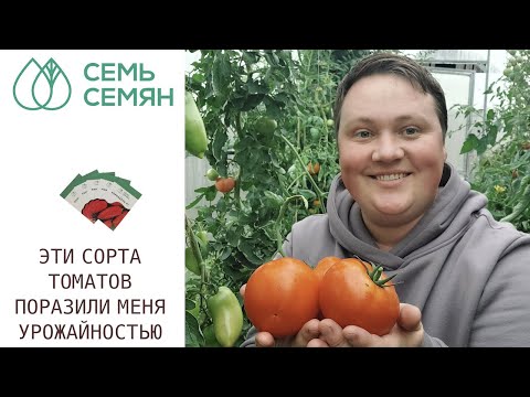 Видео: ЭТИ СОРТА ТОМАТОВ МНЕ ОЧЕНЬ ПОНРАВИЛИСЬ, РЕКОМЕНДУЮ!