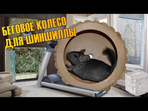 Видео: Шиншилла и беговое колесо