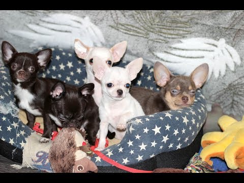Видео: Щенки ЧИХУАХУА  Мальчики 3 и 4 месяца