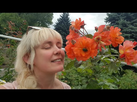 Видео: 🌹  Эти звуки природы и розы  лечат головную боль These sounds and roses even cure headaches
