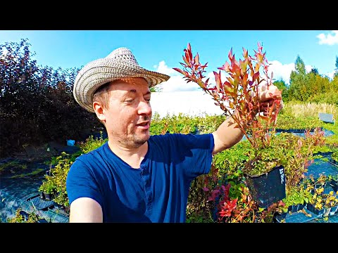 Видео: Лучшие сорта. Садовод делится  секретами. Где покупать саженцы.