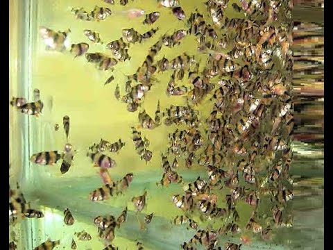 Видео: Новый сезон разведения аквариумных рыб - первые не удачные и удачные мётки рыбки !