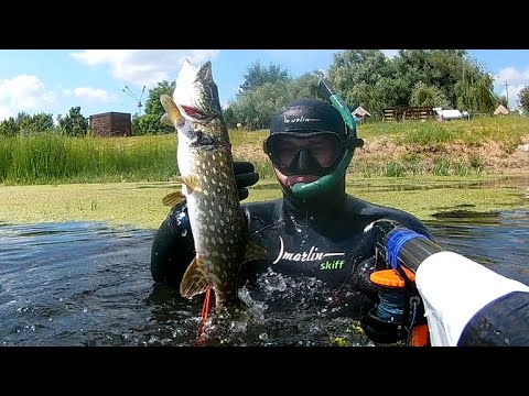 Видео: подводная охота в июне