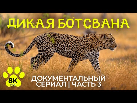 Видео: Дикая Ботсвана в 8K HDR - Самое интересное про животных Африканской саванны - Эпизод 3