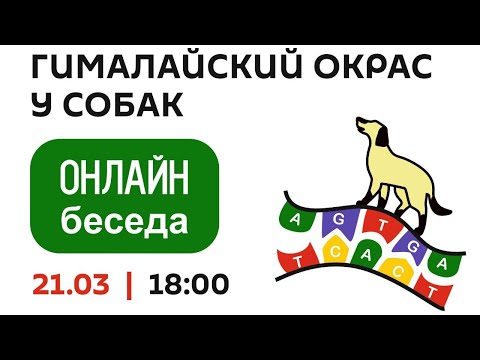 Видео: Гималайский окрас у собак