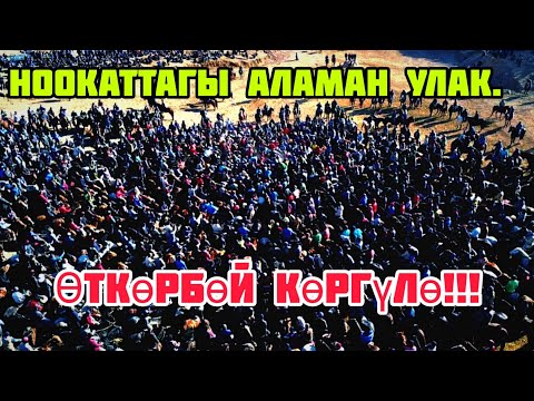 Видео: Ноокаттагы дүңгүрөгөн Аламан улак/ Биринчи бөлүм/ Эмилдин уулдарына арналган той улак.