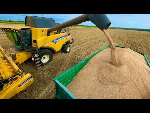 Видео: Жнива 2022 закінчено💪врожай неймовірний👍
