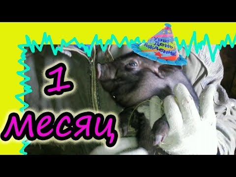 Видео: Вьетнамские поросята в 1 месяц // Вес поросенка // Поросята зимой без обогрева // Жизнь в деревне