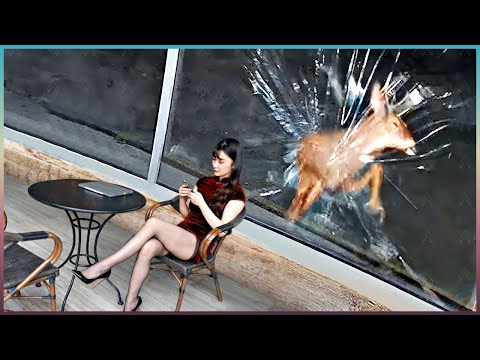 Видео: На Камеры Попало ТАКОЕ, Что Нужно Обязательно Увидеть!