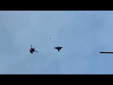 Видео: 25.10.2025г Гон Птицы после Ярмарки!!!