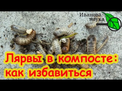 Видео: В КОМПОСТЕ ЗАВЕЛИСЬ БЕЛЫЕ ЛЯРВЫ. Вредители в компосте. Как очистить компост от личинок вредителей.