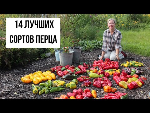 Видео: Урожай перца, который будет кормить нас целый год!