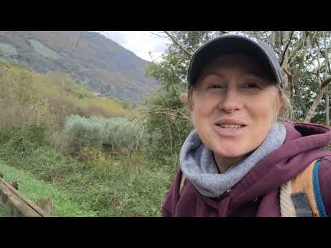 Видео: " Вести с полей" 😅Наряжаю елку,.Собаки , мои и не только....